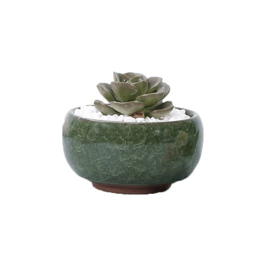 Dark green glazed ceramic pot with a cracked pattern, containing a succulent plant in white gravel.